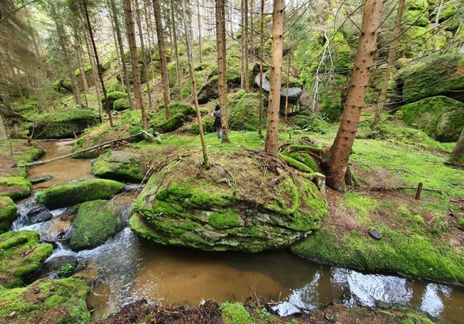 ein Bach schl&auml;ngelt sich durch einen Nadelwald, am Boden w&auml;chst Moos