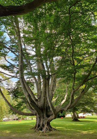 ein riesiger Baum mit zahlreichen starken &Auml;sten trohnt auf einer gr&uuml;nen Wiese
