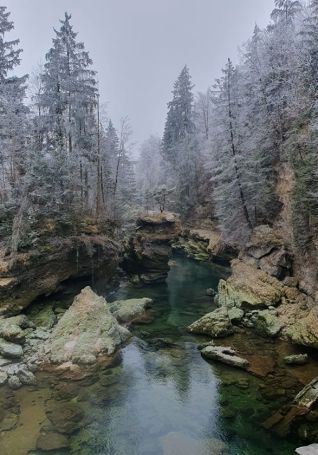 Blick auf einen Bach, umgeben von Nadelb&auml;umen auf denen sich der Raureif sammelt