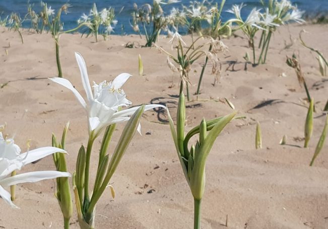 zahlreiche Blumen mit wei&szlig;en Bl&uuml;ten wachsen durch feinen Sand